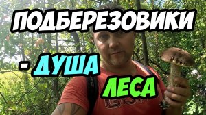 Гриб - Душа Леса/ Собираем подберёзовики