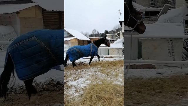 Овердрафт 26 лет тракененская порода нашего разведения