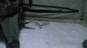Зимняя рыбалка на сорогу, плотву, подлещика/ ловля ночью