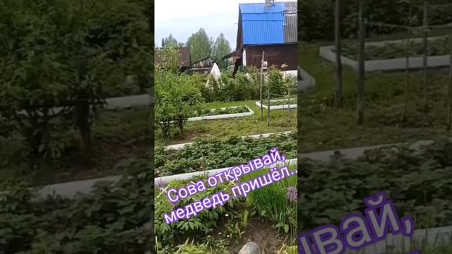 медведь пришёл на дачу. #медведь #живность