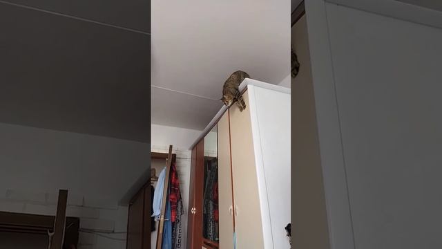 кошка на шкафу