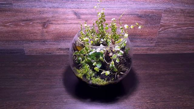 ФЛОРАРИУМ ДОМА. ПЛЮСЫ И МИНУСЫ. HOME FLORARIUM. BIORBAIR