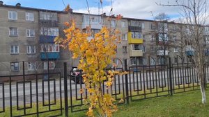 14.10.24. Осень в Елизово