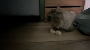 Как фил любит об меня ласкаться? @DanyaX3Mчик