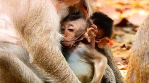 DESTINY CUTEST BABY NOT WAIT TO GET MILK COS HUNGRY. LOOK SO COOL BABY.
