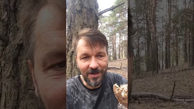 Сибирские мухоморы из Ростовских лесов. Телеграмм @Muhomar https://t.me/Muhomar смотреть онлайн