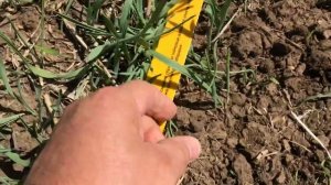 Учет потерь урожая  ячменя