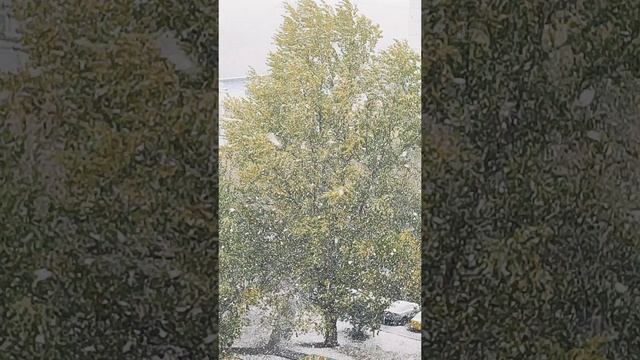 Снегопад на Покров Пресвятой Богородицы ❤🙏🌿🕊