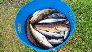 Палаточная жизнь и рыбалка на Кольском п-ове. июль 2024г.