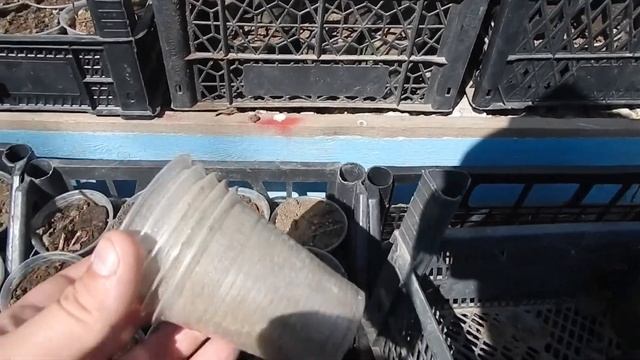 Делаю рассаду клубники. Ставлю усы в стаканчики. Готовлю грунт и показываю всё что нужно ещё.