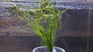 ЭЛЕОХАРИС ЖИВОРОДЯЩИЙ / Eleocharis vivipara