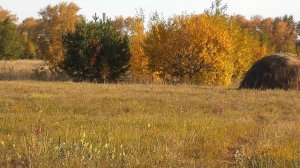 Ловля певчих птиц Лапландский подорожник