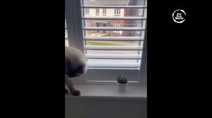 Котики,приколы