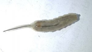 УЖАСНЫЙ ЖИВОЙ КОРМ. ВОДЯНАЯ КРЫСКА . Eristalis