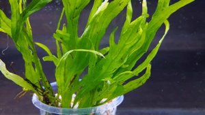 МИКРОСОРУМ ТРИДЕНТ. Microsorum pteropus 'Trident'. СЕКРЕТЫ СОДЕРЖАНИЯ В АКВАРИУМЕ