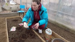 НИКАКОЙ РАССАДЫ!  СЕЕМ ТОМАТЫ СРАЗУ В ГРУНТ СЕМЕНАМИ