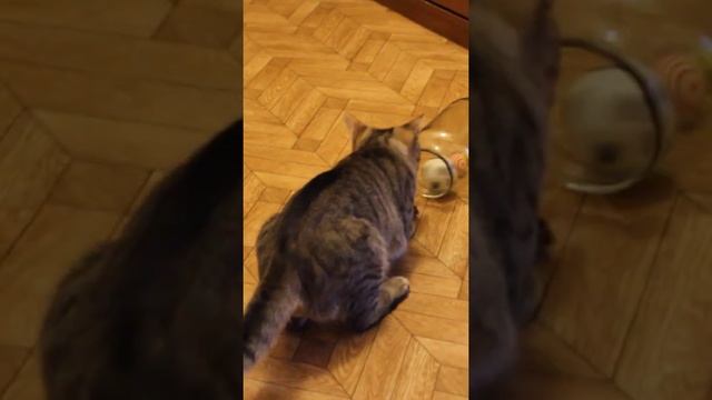 Funny cats|Barsik takes it out of the jar|#cats #shorts