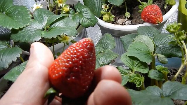 Клубника на подоконнике! Собираем и пробуем первую ягоду. Самая честная реакция!