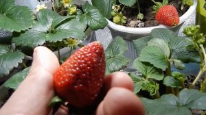 Клубника на подоконнике! Собираем и пробуем первую ягоду. Самая честная реакция!