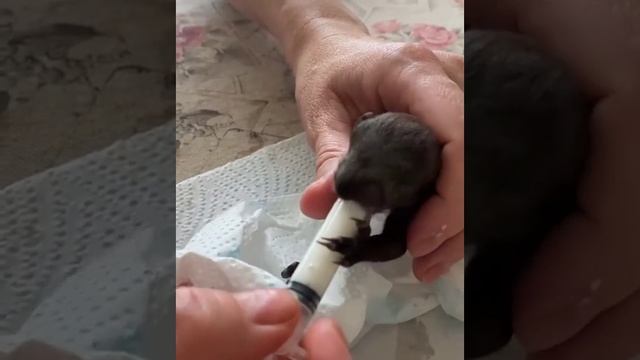 Бельчонок