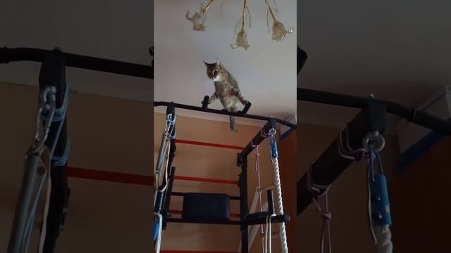 Кошка коршун