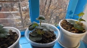 КЛУБНИКА ЗИМОЙ НА ПОДОКОННИКЕ! Сорт Альбион! Немного о вредителях и о подкормке клубники в горшке.