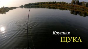 Хорошая ЩУКА на малас. Рыбалка на спиннинг осенью.