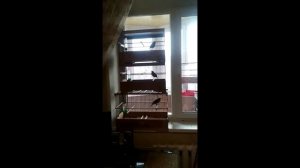 видео друзей