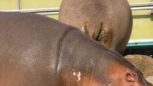 Бегемоты тоже какают :)