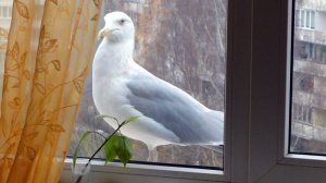 Общение миров. Человек и чайка, или чайка и человек, но общение возможно.