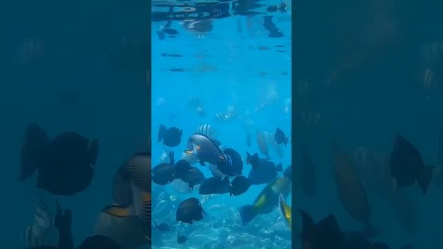Подводное царство Шарм-эль-Шейх (часть 2)#шармэльшейх2024,