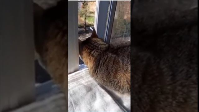 Funny cats |Barsik looks out the window| #cats #shorts