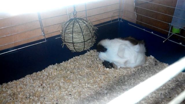 Роды морской свинки( часть 1). смотреть онлайн