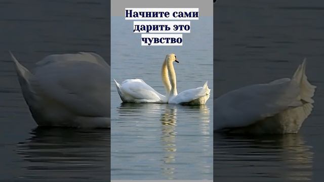 Как заслужить любовь? #психолог #отношения