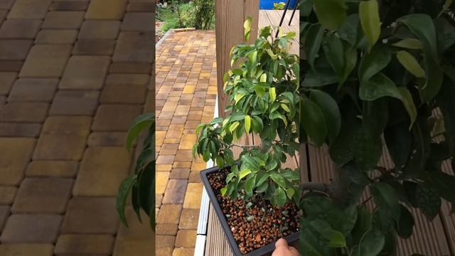 Как создать и сохранить красивую крону у фикуса?