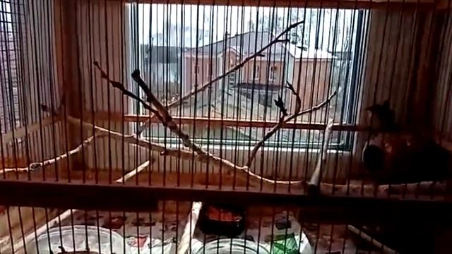 Видео друзей Крапивник смотреть онлайн