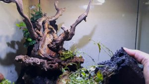 ЗАПУСК ТЕРРАРИУМА ДЛЯ ДЕНДРОБАТИСОВ С НУЛЯ. ВЕСЬ ПРОЦЕСС