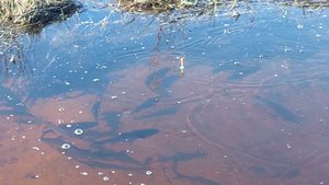 Нерест язя, весна 2024г.