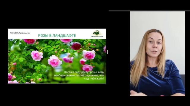 Розарии