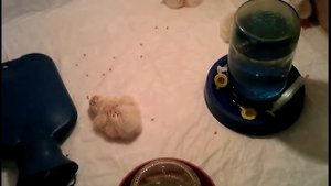 19-22 день инкубации куриных яиц в икубаторе "Рябушка"  smart с инфракраным турбо нагревателем