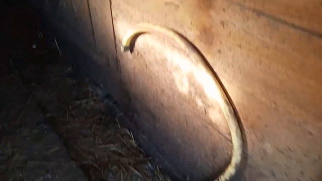 Бюджетный сарай из бу материалов.