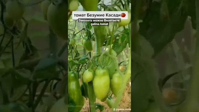 Ещё один среднеранний урожайный томат для открытого грунта🌤 #семенатоматов#огурцы #помидоры#сад