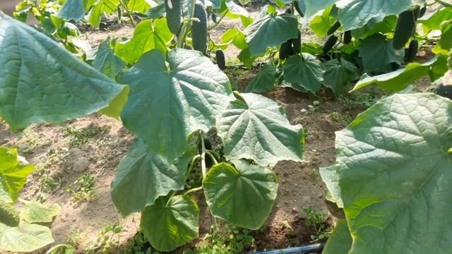Ранний урожай ОГУРЦОВ в теплице БЕЗ СЛОВ