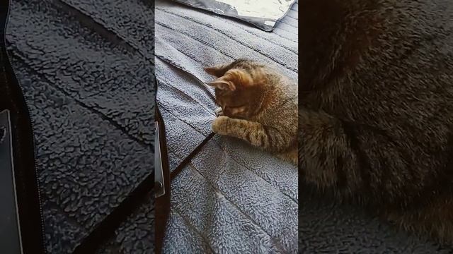 несъедобно