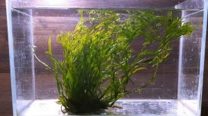 ПАПОРОТНИК NARROW K ( MICROSORUM NARROW K )