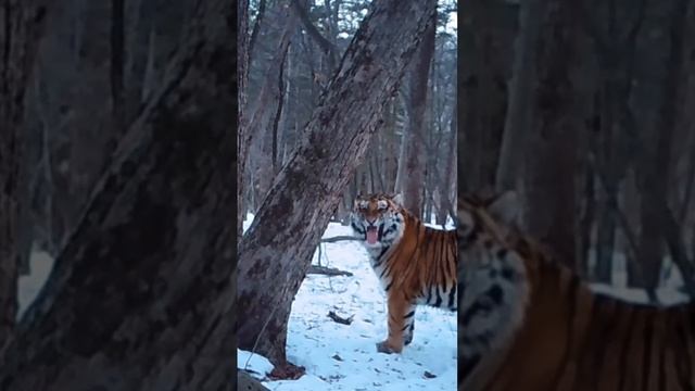 Амурский тигр начал свой день с лесной «газеты». Узнаёт последние новости благодаря меточному дереву