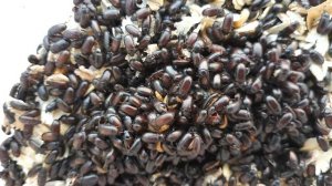 ЛЕКАРСТВО ОТ ВСЕХ БОЛЕЗНЕЙ ИЛИ СУПЕР КОРМ? ЖУК - ЗНАХАРЬ Ulomoides Dermestoides