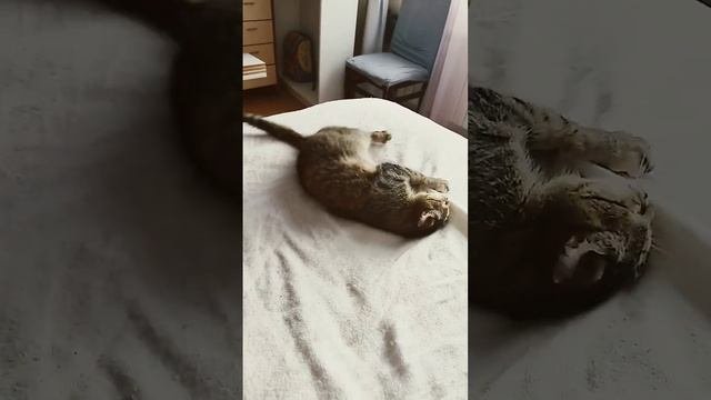 кошка рубится