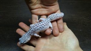 ПАРАДОКСЫ У ЭУБЛЕФАРОВ