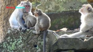 Very good job pregnant mom Jane angry biting baby Janna requesting milk crying tantrum to Briget.